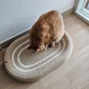 뉴빛클라스 | 고양이 스크래처 추천 - 쿠팡, 미우타임즈