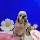 황제애견 이미지