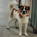 바둑이연구소 이미지