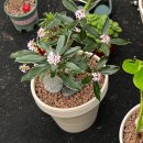 광명2 | 화원 투어2) 광명 화훼 집하장 방문 후기 / 식물 상태 좋고 가격 괜찮았던 곳 / 구입 식물 있음