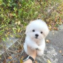 글로리 폭스 꼬똥 이미지