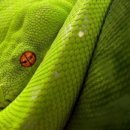 여우와늑대 이미지