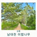 남대천 야구장_리틀 | 강릉 여행지 추천 남대천 이팝나무 꽃 강원도 5월 가볼만한곳