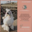 김지순애견미용학원 이미지