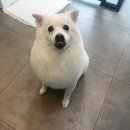 마을애견 이미지