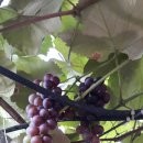 석호농장 이미지