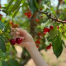 진도체리원 이미지