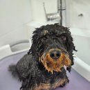 메리몰펫샵(사직점) 이미지