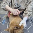 오늘도 예쁜 그루밍 | "노리치테리어_재복이" 미용 후기_대구 달서구 애견미용 그루밍쇼타임