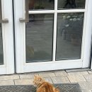 녹담 - 구미시 | [청주] 카페 녹담 방문 후기(🐱+🪴)