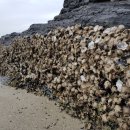 관매도해수욕장 이미지