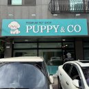 샵펫 강아지분양 울산점 | 구리 갈매동 수택동 강아지분양 애견분양 펫샵 완전 추천 후기