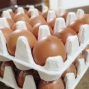 지금평사농장 | 난각 번호 1번 자유방목 유정란 후기 / 달걀 껍데기에 찍힌 난각 번호 해석