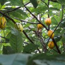 카카오(cacao) 이미지