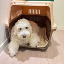 강아지 켄넬 | 골든두들 강아지 행복켄넬ㅣ강아지 켄넬 후기ㅣ중형견 켄넬ㅣ행복켄넬 400