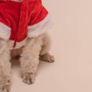 우리퍼피 이미지