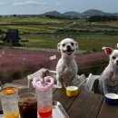 중문동물병원 이미지