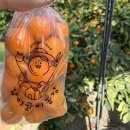 만년농장 | [경남/창원]감이귤이농장 실제 방문 후기｜아기랑 가도 괜찮을까?(예약,주차)