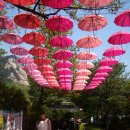 철쭉동산 이미지