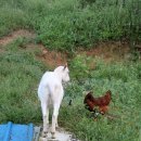 친환경 토종닭 농장 이미지