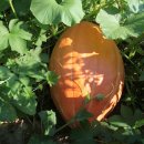 이안농장 이미지