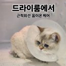 고양이미용&호텔 냥집사 이미지