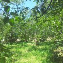 대봉농장 이미지