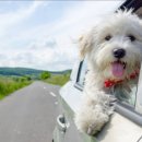 센텀동물병원 이미지