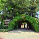 풍년아그로 | 작년에 이어 올해도 당진 아그로랜드 수레국화