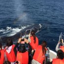 천운카써비스 | 오키나와 겨울 여행 혹등고래 투어 가격 픽업 샌딩