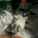 레오그루밍 이미지