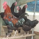 장수오골계 이미지