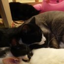 커피타는 고양이 이미지