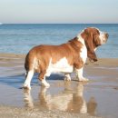 바셋하운드 이미지