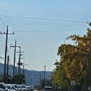 제10회 은행마을 단풍 축제 | 보령 2024 제10회 청라 은행 마을 단풍 축제 그리고 코스모스