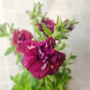 (주)하나마이 이미지