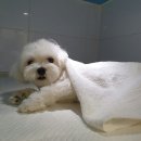 탕정동물의료센터 이미지