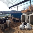 평촌목장 이미지