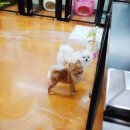 엔조이펫 이미지