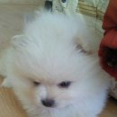 마이리틀펫 이미지