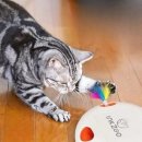 스마트캣 이미지