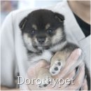 봉산동 강아지 이미지