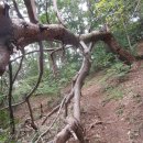 [한북정맥6]명덕3거리-수원산-국사봉-큰넉고개-죽엽산-노고산-군부대-축석령 이미지