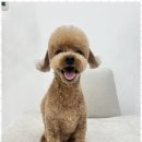 행복한애견미용실 이미지