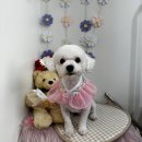 사계절 예쁘개 이미지