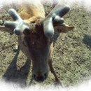 사슴이랑 배랑 농원 이미지