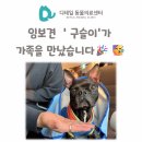 다정한 동물병원 | 철산동 동물병원) 제주도에서 찾아온 기적! 보스턴테리어 '구슬이'가 가족을 만났습니다🎉🥳 (feat. TPO...