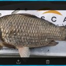 붕어의 신 이미지