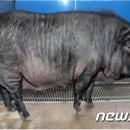 연성축산 이미지