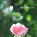 단비정원 이미지